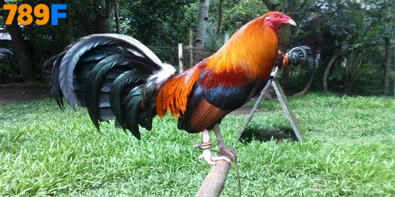 Khám Phá Khung Giờ Nổ Hũ Hiệu Quả Tại 789F Hôm Nay 3 Chuồng trại thoáng mát, lưới chắn côn trùng hạn chế tối đa nguồn bệnh