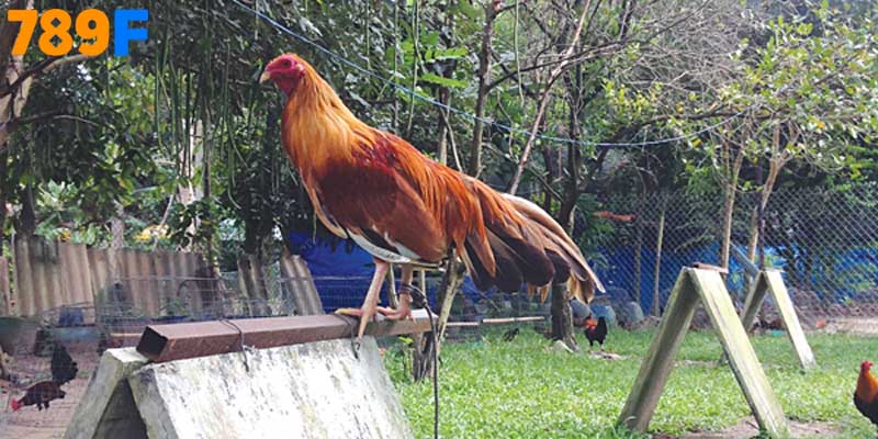 Khám Phá Khung Giờ Nổ Hũ Hiệu Quả Tại 789F Hôm Nay 4 Gà được quần sương vào sáng sớm và luyện tập đều đặn